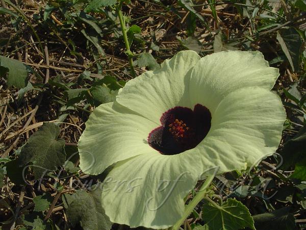 Lobed Leaved Mysore Mallow